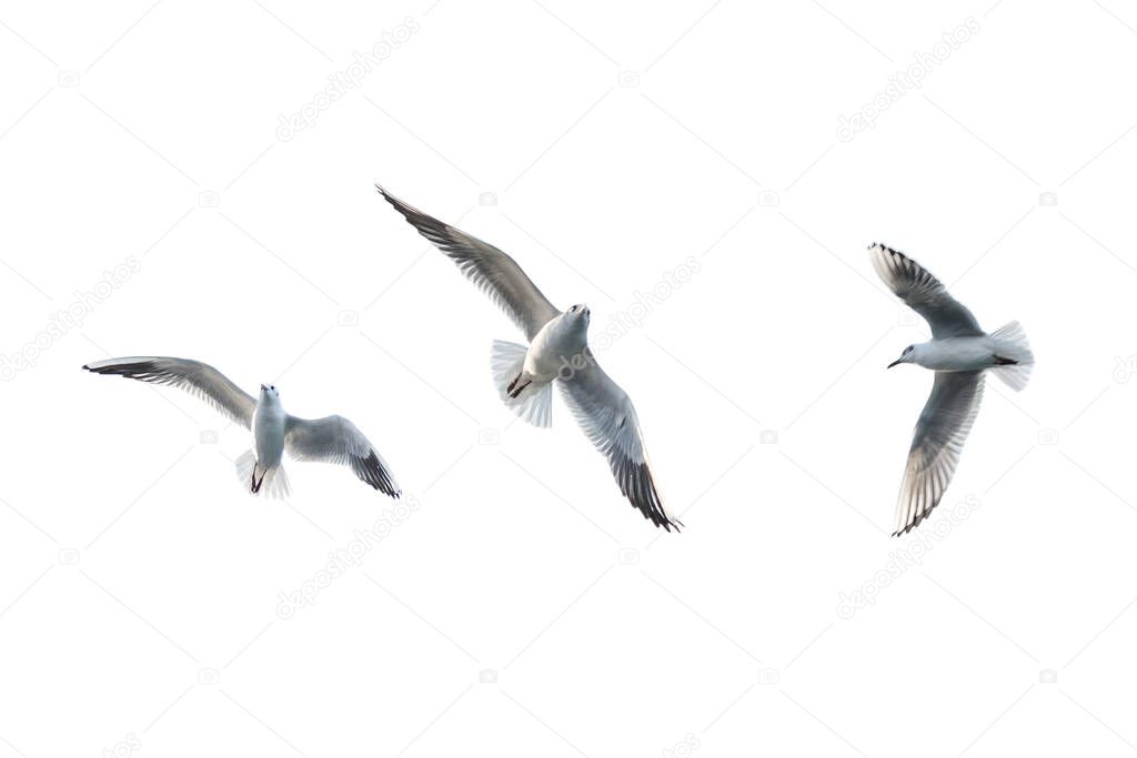 SEAGULL. Flying seagull with white background.
