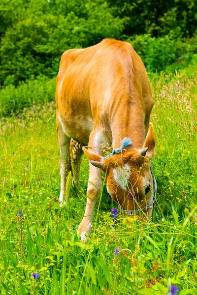 Vaca Pastos Verdes Hermosa Vaca Marrón — Foto de Stock