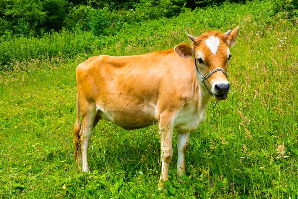 Cow on green pasture. Beautiful brown cow.
