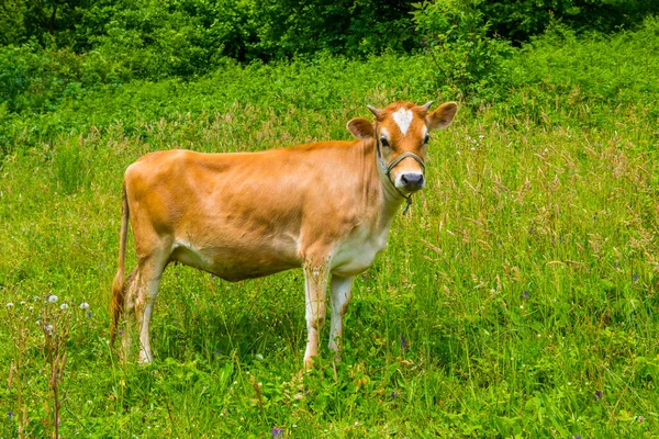 Vaca Pastos Verdes Hermosa Vaca Marrón — Foto de Stock