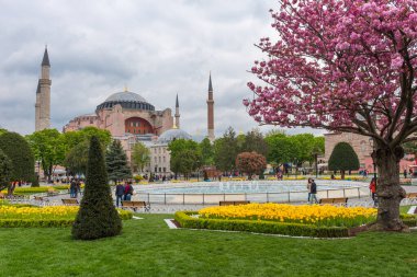 İSTANBUL, TURKEY - 8 Nisan 2017: bahar manzaralı Ayasofya. İstanbul, Türkiye 'de renkli laleler ve çiçekler.