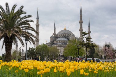 İSTANBUL, TURKEY - 8 Nisan 2017: Sultahahmet Meydanı 'nda lale Festivali. İstanbul, Türkiye 'deki laleler ve Mavi Cami.