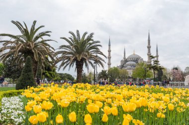 İSTANBUL, TURKEY - 8 Nisan 2017: Sultahahmet Meydanı 'nda lale Festivali. İstanbul, Türkiye 'deki laleler ve Mavi Cami.