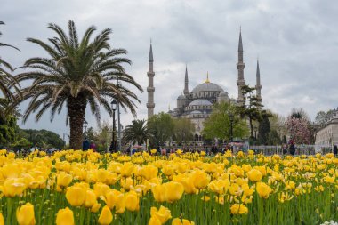 İSTANBUL, TURKEY - 8 Nisan 2017: Sultahahmet Meydanı 'nda lale Festivali. İstanbul, Türkiye 'deki laleler ve Mavi Cami.