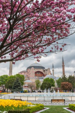 İSTANBUL, TURKEY - 8 Nisan 2017: bahar manzaralı Ayasofya. İstanbul, Türkiye 'de renkli laleler ve çiçekler.