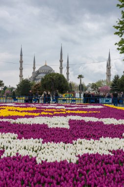 İSTANBUL, TURKEY - 8 Nisan 2017: Sultahahmet Meydanı 'nda lale Festivali. İstanbul, Türkiye 'deki laleler ve Mavi Cami.