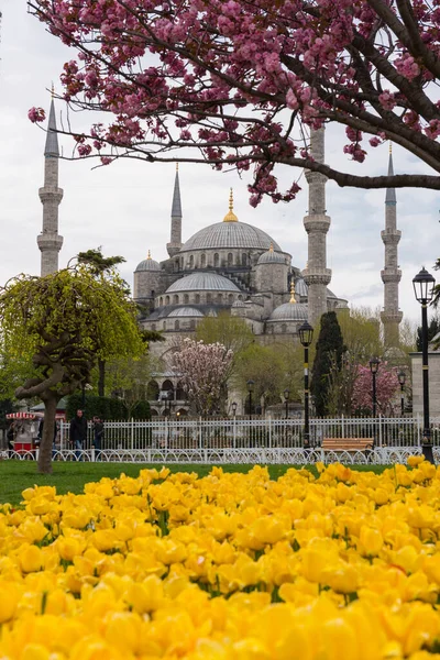 İSTANBUL, TURKEY - 8 Nisan 2017: Sultahahmet Meydanı 'nda lale Festivali. İstanbul, Türkiye 'deki laleler ve Mavi Cami.