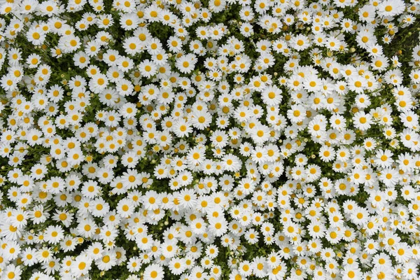 Krásná Květinka Heřmánku Heřmánkové Pozadí — Stock fotografie