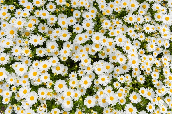 Güzel Papatya Çiçeği Papatya Arkaplanı — Stok fotoğraf