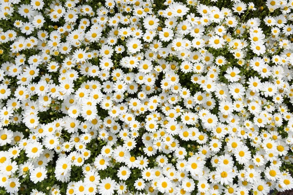 Beautiful Daisy Camomile Flower Camomile Background — Stock Photo, Image