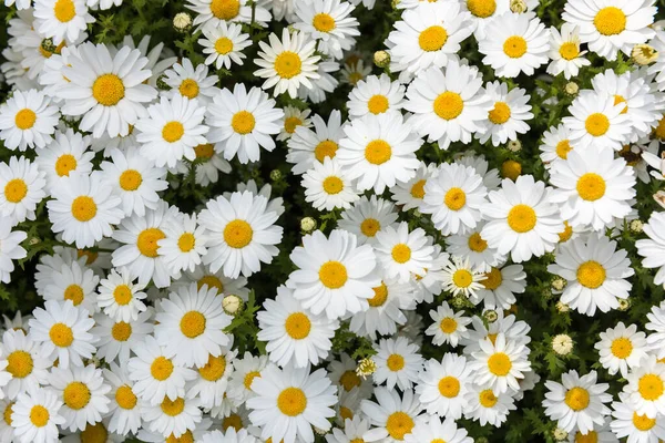 Bellissimo Fiore Camomilla Margherita Camomilla Sfondo — Foto Stock