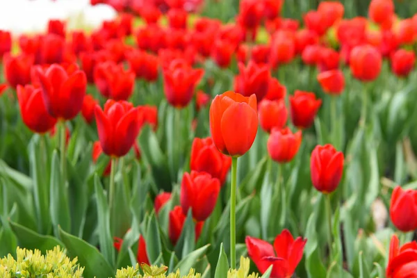 Rote Tulpen Mit Margeriten Schöne Tulpen — Stockfoto