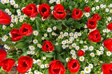 Red Tulips with Daisies. Beautiful tulips. clipart
