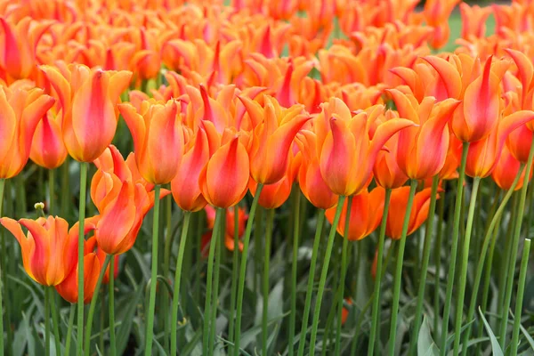 Oranžové Tulipány Krásné Tulipány — Stock fotografie