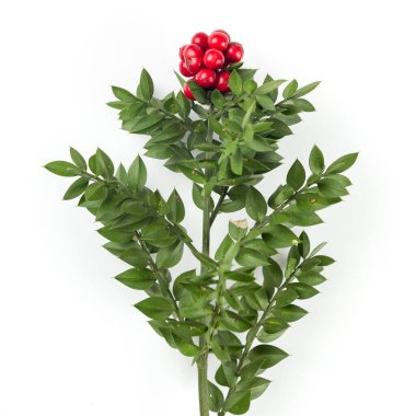 Kırmızı Böğürtlen Kokina Çiçeği ile Noel arkaplanı.