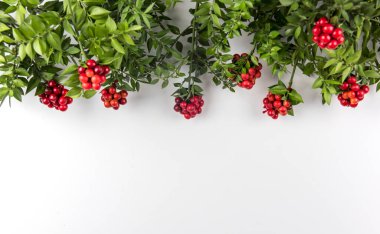 Kırmızı Kokina Çiçeği ile Noel arkaplanı.
