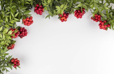 Kırmızı Kokina Çiçeği ile Noel arkaplanı.