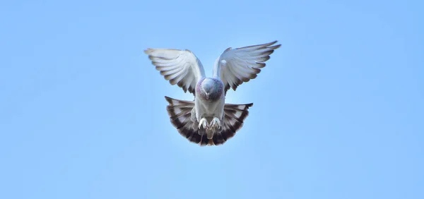 Pigeon Volant Sur Ciel Bleu Pigeon Rousseur — Photo