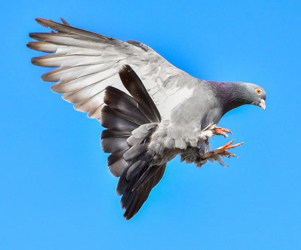 Pigeon Volant Sur Ciel Bleu Pigeon Rousseur — Photo