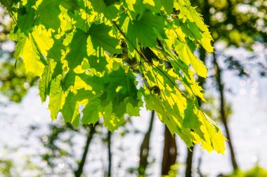 akçaağaç yaprakları akşam