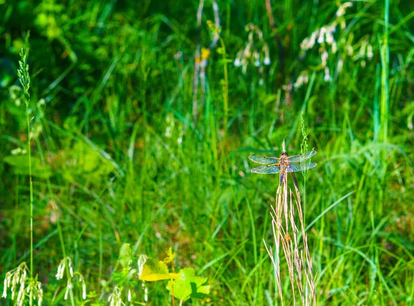 Dragonfly Hunt — Stock Photo, Image