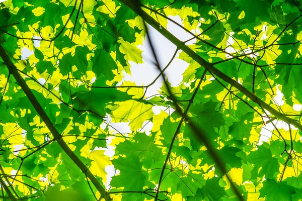 akçaağaç yaprakları akşam