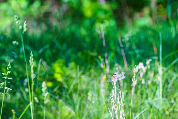 Dragonfly Jacht — Stockfoto