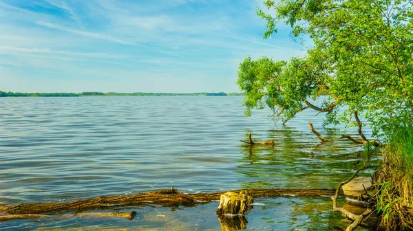 Lacs Dans Les Forêts Bélarus — Photo