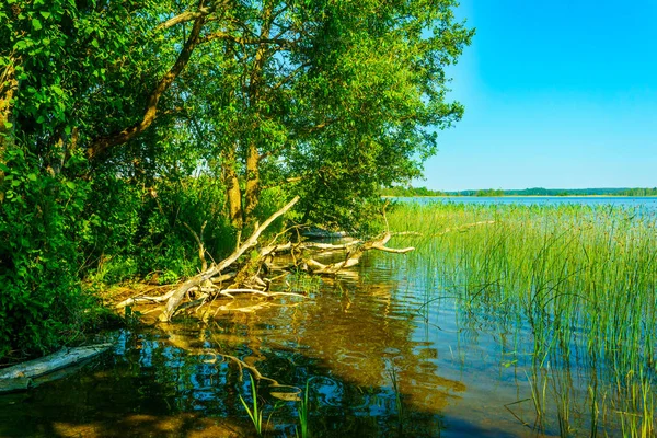 ベラルーシの森の湖 — ストック写真
