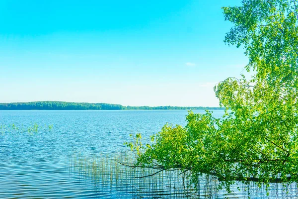 Озер Лісах Білорусі — стокове фото