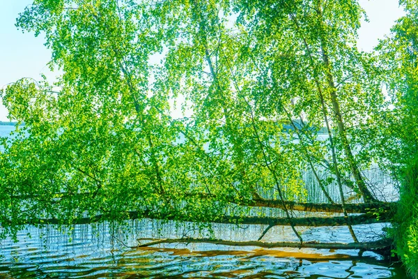 Lacs Dans Les Forêts Bélarus — Photo