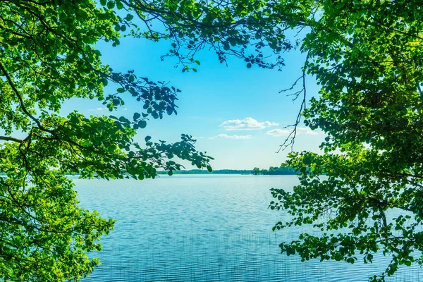 Lacs Dans Les Forêts Bélarus — Photo