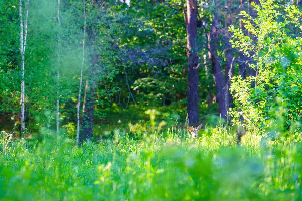 Chevreuil Dans Nature — Photo