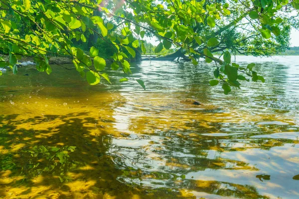 Beyaz Rusya Nın Ormanları Gölleri Telifsiz Stok Fotoğraflar