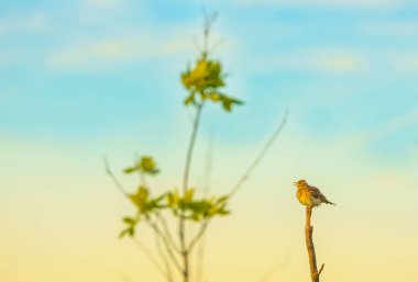 Bülbül ve onun şarkısı