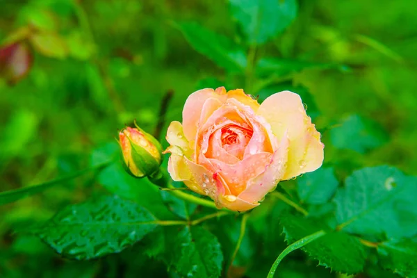 gül yağmur sonrası ıslak olduğunu