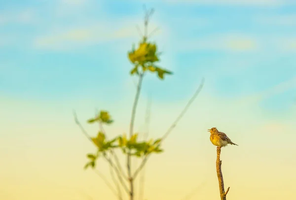 Bülbül ve onun şarkısı