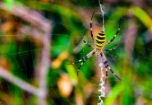 a web nagy pók