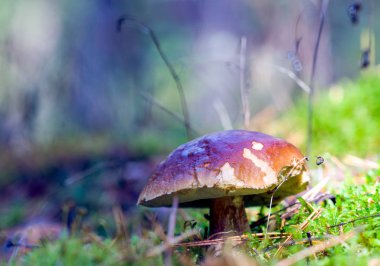 Sonbahar ormanındaki mantarlar