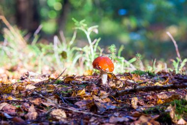 Sonbahar ormanındaki mantarlar