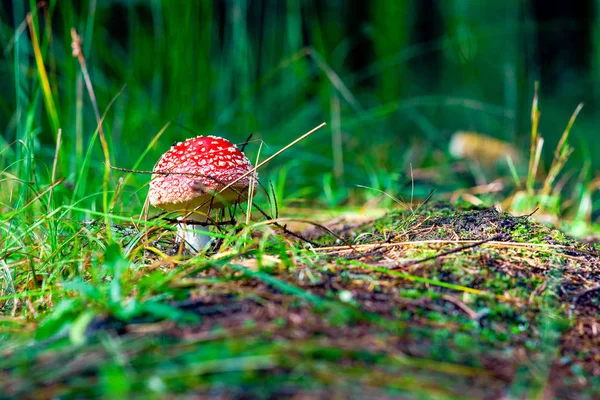Sonbahar ormanındaki mantarlar