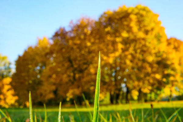 Herfst Gouden Landschappen Stad — Stockfoto