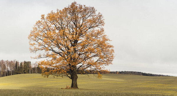 lonely oak in the field