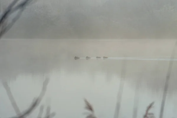 Ochtend Uitzicht Rivier Mist — Stockfoto