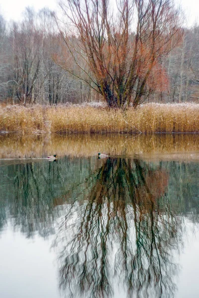 Sonbahar nehre ördekler