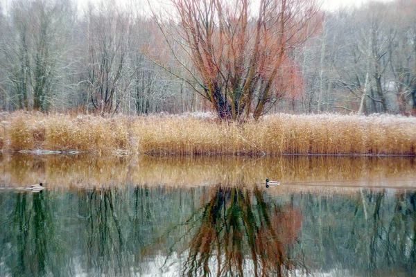 Sonbahar nehre ördekler