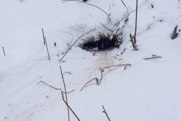 Kunduz kulübesine kış giriş