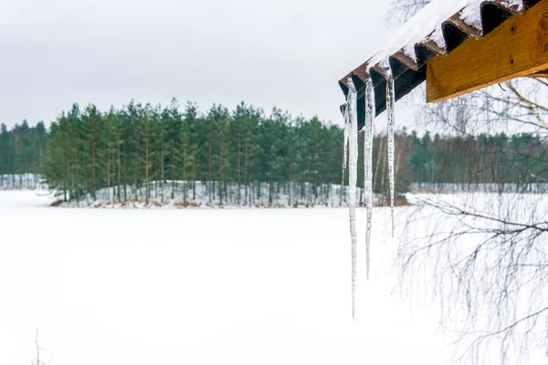 Winter Het Bos — Stockfoto
