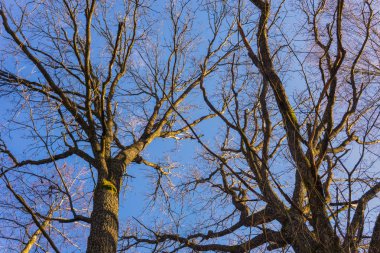 Beyaz Rusya'nın bahar sayısı