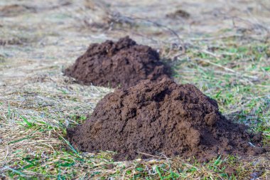 ön yakın antik mantar